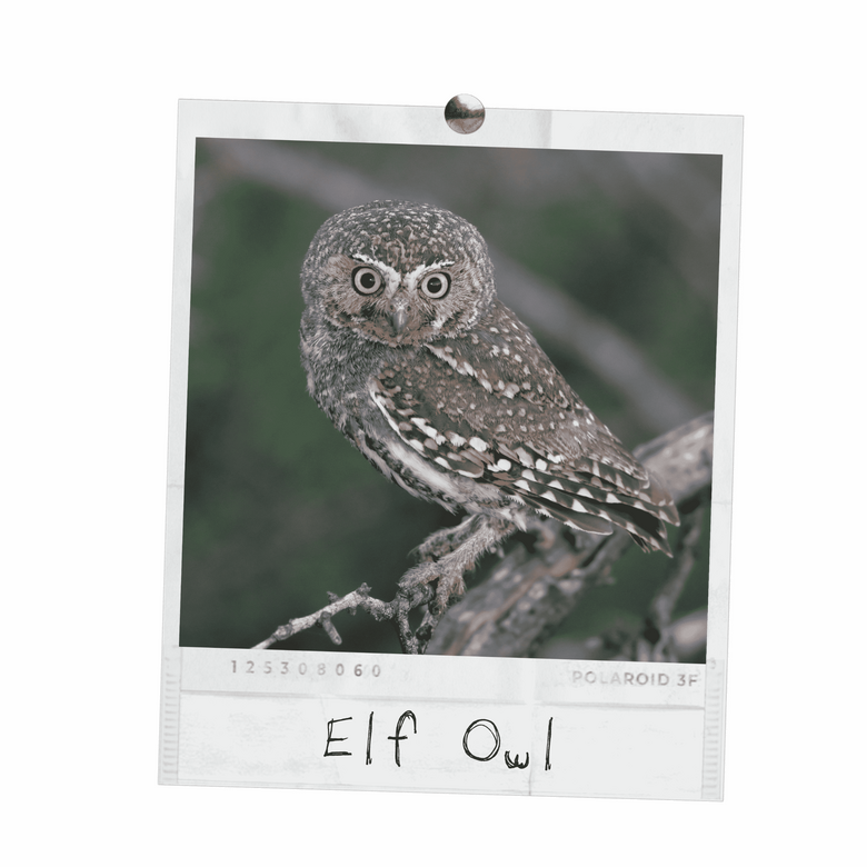 Elf Owl