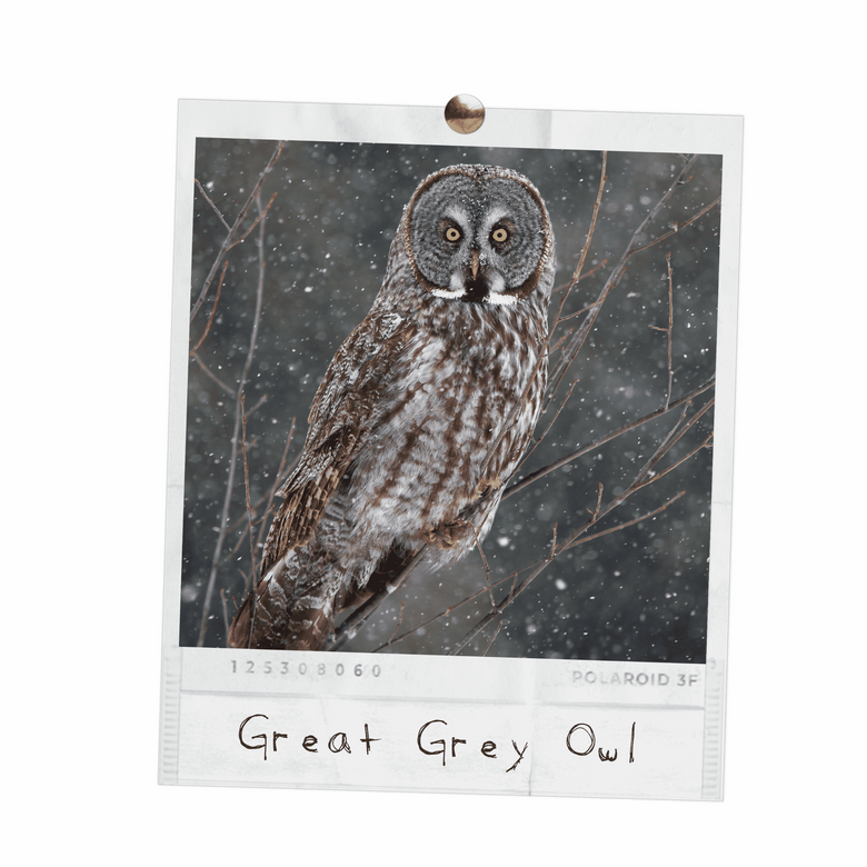 Great Grey Owl