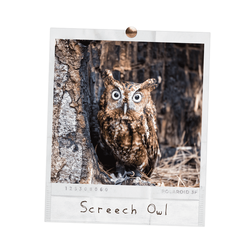 Screech Owl