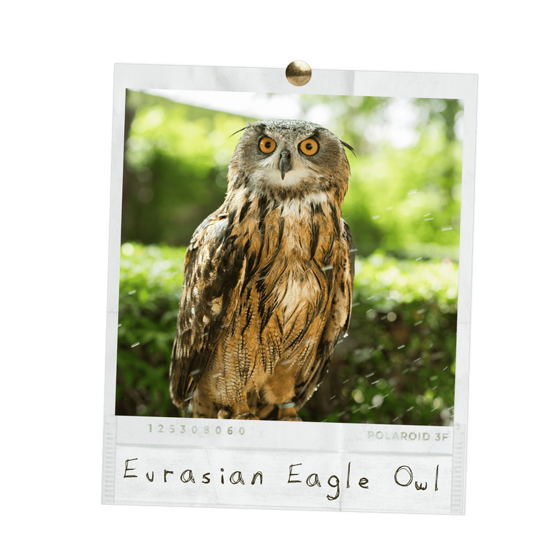 Erasian Eagle Owl