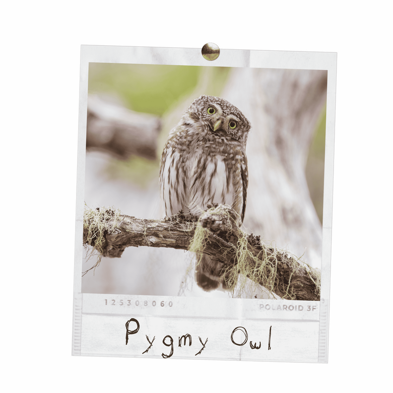 Pygmy Owl