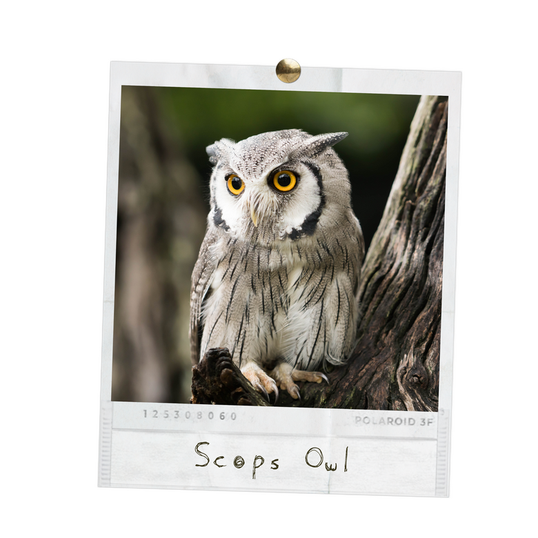 Scops Owl