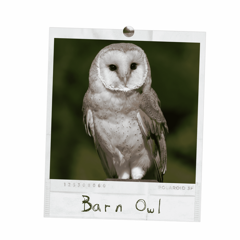 Barn Owl