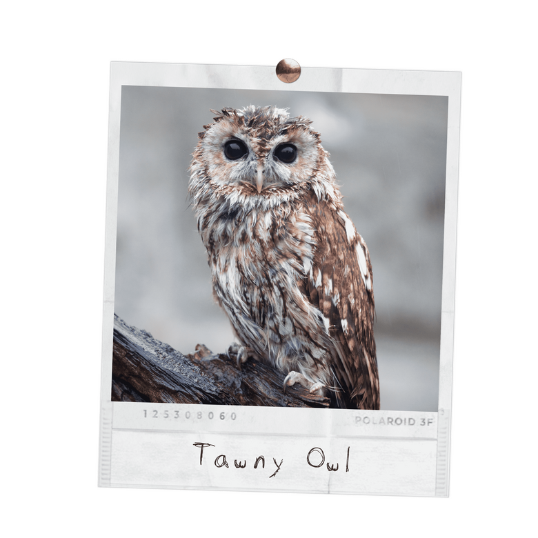 Tawny Owl