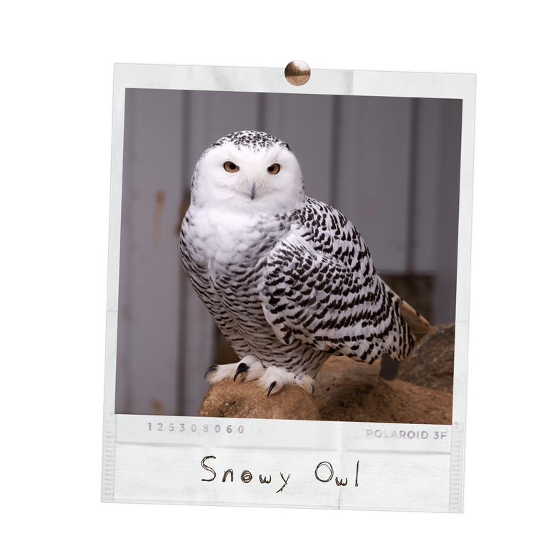 Snowy Owl
